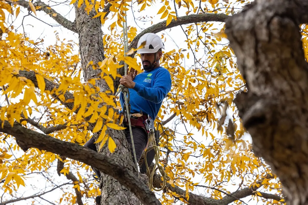 Skilled Tree Planting crew working in Sand Creek